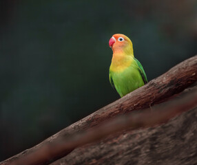 Fischer's lovebird