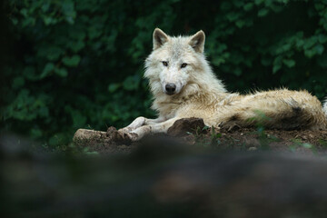 Arctic wolf