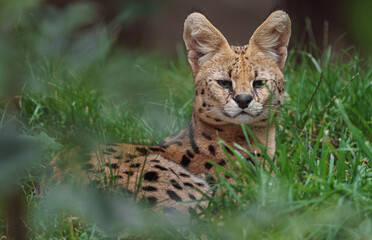 Serval