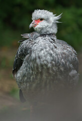 Southern screamer