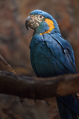 Blue-throated Macaw