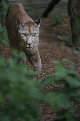 Cougar