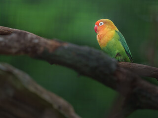 Fischer's lovebird