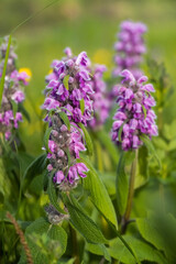 Obraz premium flowers on a meadow