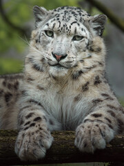 Snow leopard (Irbis)