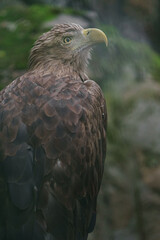 White-tailed eagle
