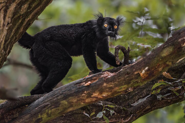 Black lemur - obrazy, fototapety, plakaty