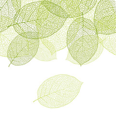 Fresh green leaves background vector image