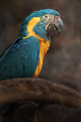 Blue-throated Macaw