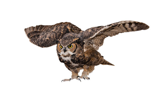 Great Horned Owl (Bubo virginianus) Photo in Flight on a Transparent Background