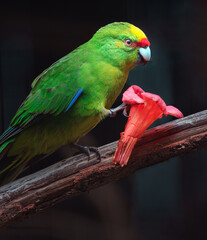 Yellow-crowned parakeet