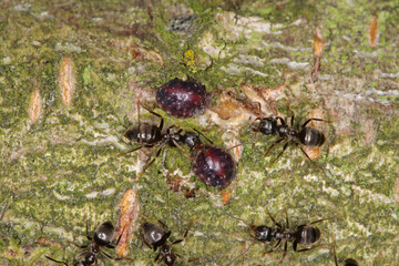 Globose scale, plum lecanium,  Sphaerolecanium prunastri. Coccids, insects accompanied by ants of the genus Lasius on the bark of a peach tree in the orchard.