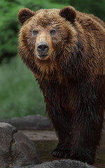 Naklejka na ściany i meble Kamchatka brown bear