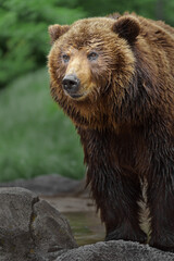 Naklejka na ściany i meble Kamchatka brown bear