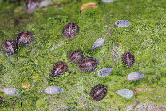 Globose scale, plum lecanium,  Sphaerolecanium prunastri. Coccids, insects on the bark of a peach tree in the orchard.
