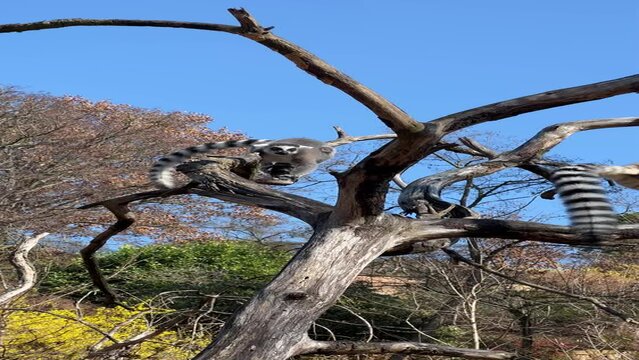 Ring-tailed lemur. Cute and funny lemurs against the blue sky. Stock video clip. 4K