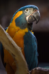 Blue-throated Macaw