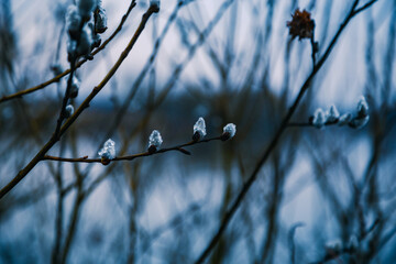 Raindrops on fuzzy buds with copy space. Goat willow catkins blossom against a defocused blue background.