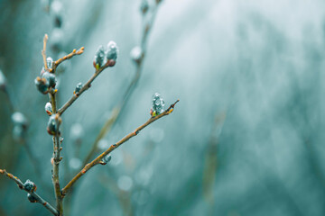 Raindrops on fuzzy buds with copy space.Goat willow catkins blossom against defocused green background.