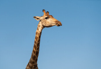 Giraffe and blue sky