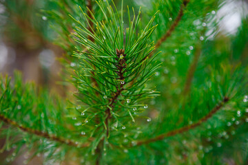 Green defocused background with  bokeh water drops. Autumn rainy day in woods. Conifer needles with raindrops.