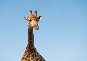 Giraffe and blue sky