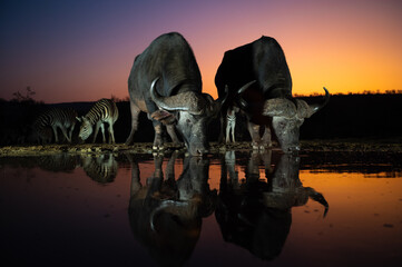 African buffalos and zebras at sunset