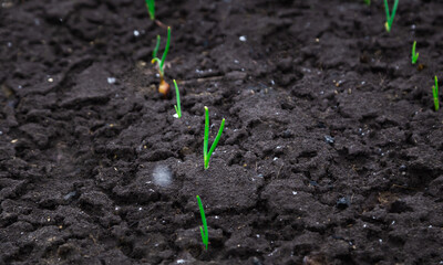 Onion sprout in soil under early spring snow. Garden in spring cold frosty weather. Vegetable kitchen garden seedling.