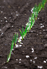 Onion sprout in soil under early spring snow. Garden in spring cold frosty weather. Vegetable kitchen garden seedling.