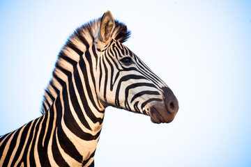 Zebra and blue sky in South Africa