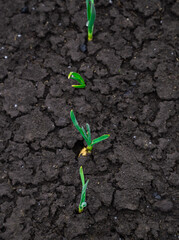 Onion sprout in soil under early spring snow. Garden in spring cold frosty weather. Vegetable kitchen garden seedling.