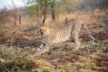 Cheetah stretching in South Africa