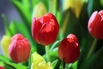 Bukiet czerwonych tulipany w szkalnym wazonie