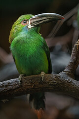 Crimson-rumped toucanet