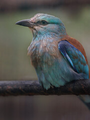 European roller