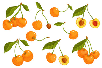 Set of ripe, juicy yellow cherries.Vector graphics.
