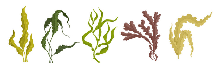 Set of various cartoon seaweeds. Vector graphics.	