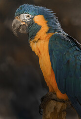 Blue-throated Macaw