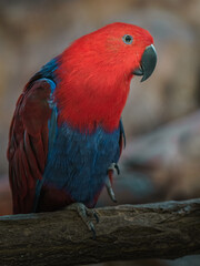 Eclectus Parrot