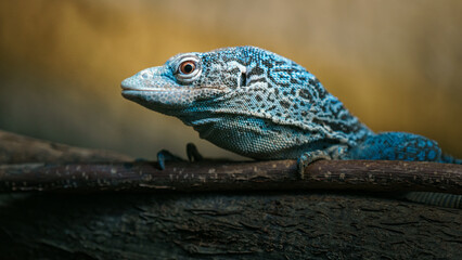 Blue-spotted tree monitor