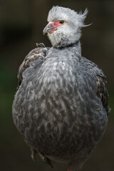 Southern screamer