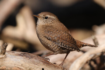 Troglodyte mignon (Troglodytes troglodytes)