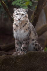 Naklejka na ściany i meble Snow leopard (Irbis)