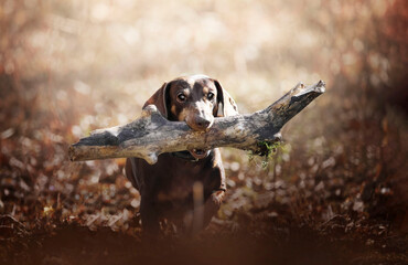 A short-haired dachshund in the forest carrying a stick