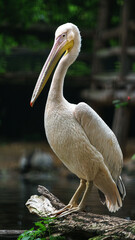 Great white pelican