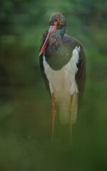 Black stork