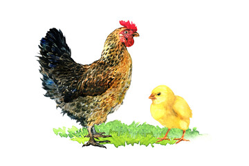 Brown mother hen with little yellow chicken in a grass. Organic farm concept, poultry, natural farming. Isolated, hand drawn watercolor illustration on white background