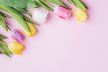 Tulip flowers  on blank pink paper background with copy space