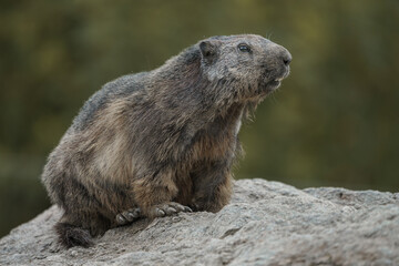 Alpine marmot