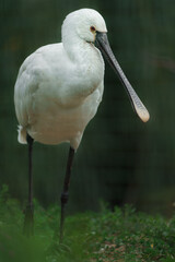 Eurasian spoonbill